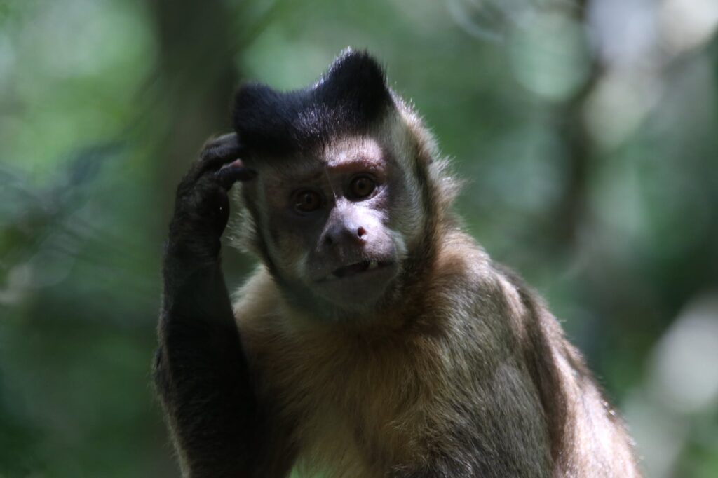 brown monkey photo